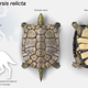Illustration for article titled 'Bizarre’ Land Turtle Somehow Survived Mass Extinction That Killed the Dinosaurs